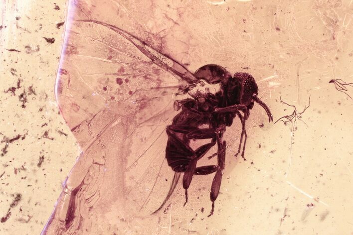 Detailed Fossil Black Fly and True Midge in Baltic Amber #330646